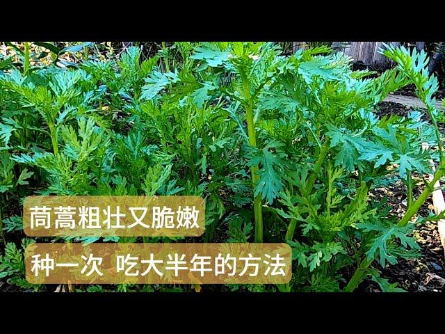 【茼蒿种植】茼蒿粗壮又脆嫩    种一次吃大半年  收获翻倍