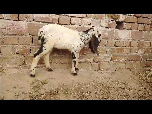 Goat Baby Videos | Goat Baby | Goat Videos @discoverwithnoman