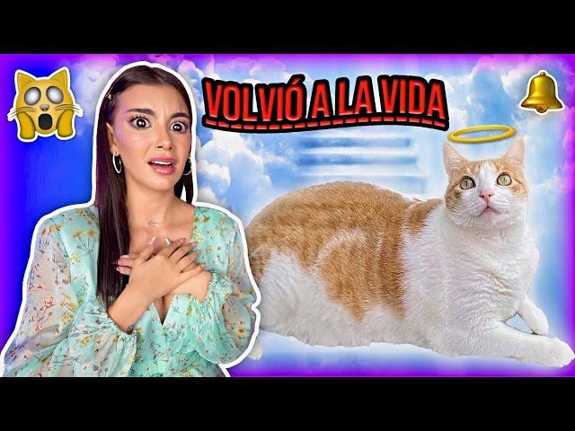  CAMPANITA VOLVIÓ A CASA  ¡¡2 AÑOS DESPUÉS!! Reencuentro con mi gatita - Lulu99