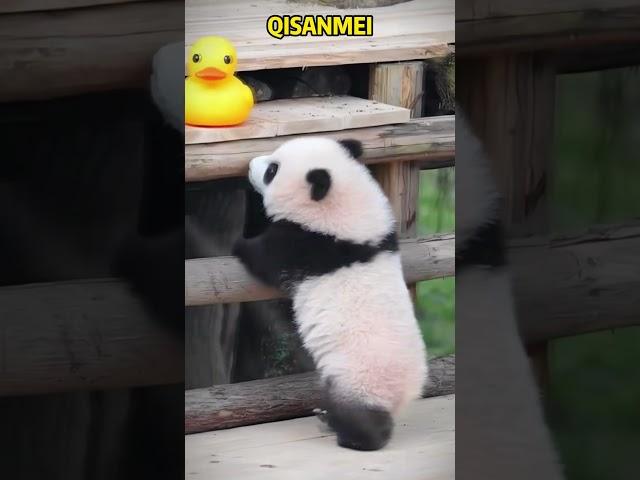 奇三妹好可爱，看见小黄鸭想拿又够不着 #pandacub #funny #pandachina #animals #giantpanda #cute #cutepanda #pets #パンダ君