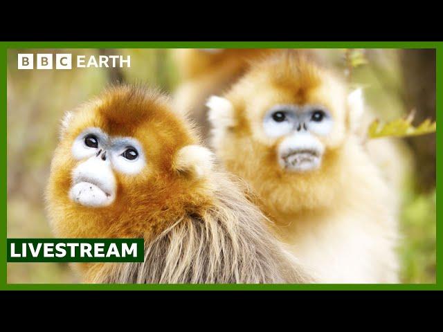  LIVE: Top 5 Monkey Moments | BBC Earth