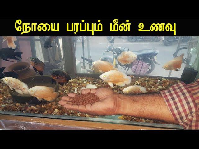 Dangerous Fish food fungus  |Fish Doctor India|