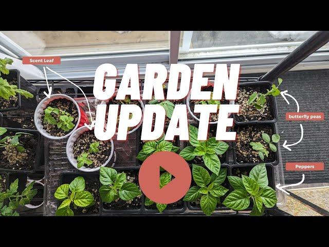 Growing Nigerian Vegetables - Seedlings Update - April 2023