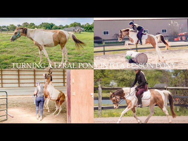 TURNING A FERAL PONY INTO A LESSON PONY: GERONIMO’S STORY