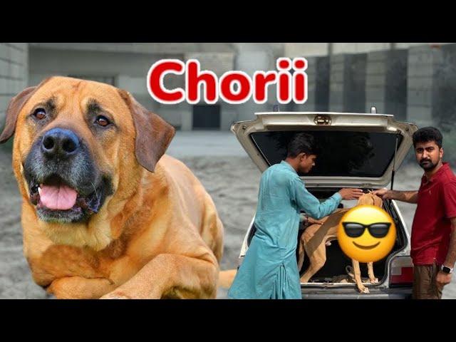 Heavy Bully Dog Chori Kar Liya|| Qari Bimari Ne Bilal ko Surprise de Diya 