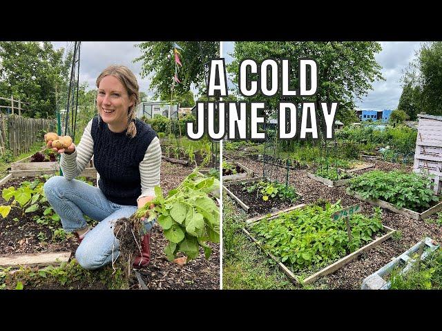 A COLD JUNE ALLOTMENT DAY / ALLOTMENT GARDENING FOR BEGINNERS