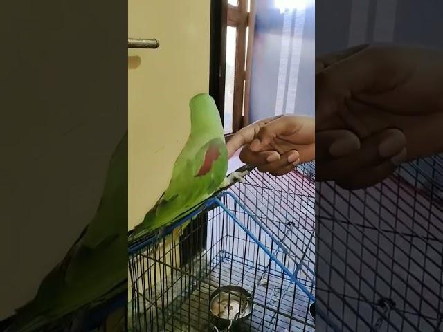 mera mitthu