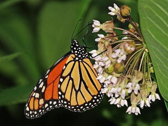 Monarch Butterfly Steamers State College PA, 7 8 2022