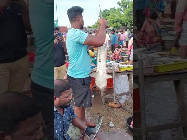 big fresh shark || Cuddalore fish market