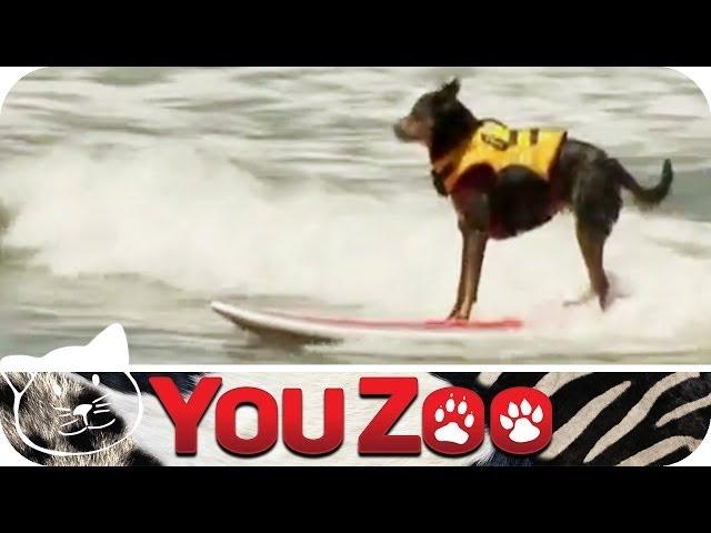 Hundesurfen - der große Wettbewerb │YouZoo