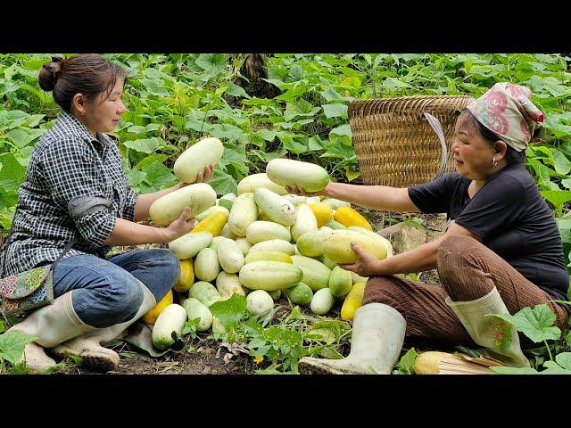 The girl who caught ducks visited the kind woman and helped her harvest cucumbers to sell.