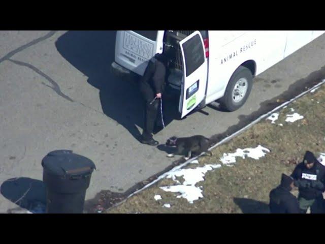 Accused Detroit dog fighting ring leader charged