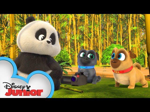 Bingo and Rolly Meet a Panda   | Puppy Dog Pals | Disney Junior