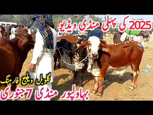 Bahawalpur Cow Mandi Today Fresh Video Bachre Bachrian Cholistani || Global Village Farming