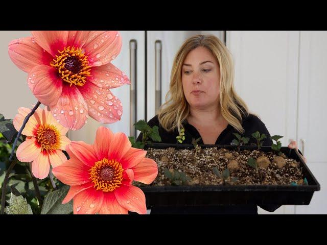 Make More Dahlias  How to take dahlia cuttings