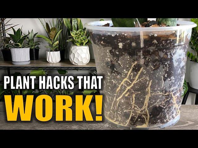 10 Houseplant Care Tips Your Plants Can't Live Without