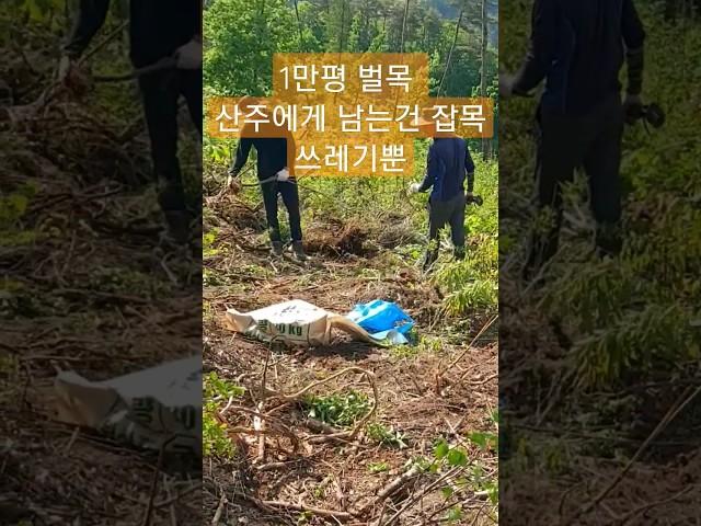 1만평 벌목 숲가꾸기 임업후계자 11만평 임야매매 정부지원사업 엄나무심기 3년후 남는건 이것뿐