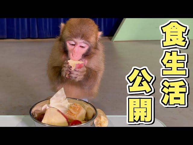 親がYouTuberだけど、猿のボクはこんなもの食べさせてもらってるよ