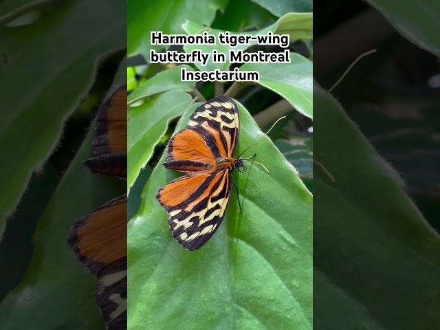 Harmonia tiger-wing in #Montreal Insectarium #canada #butterfly #tigerwing #tigerbutterfly