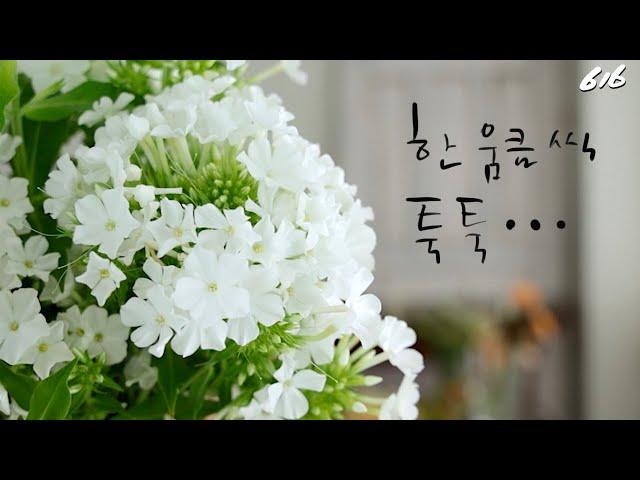 플라워레슨 616 한움큼씩! 내추럴 꽃다발 Flower lesson 616 Hand gathered bouquet