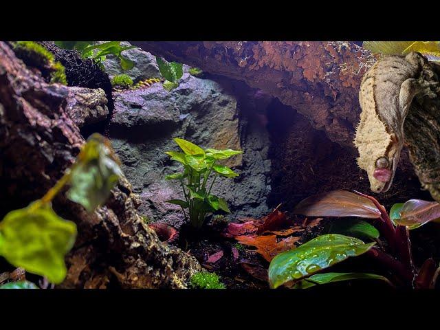 Bioactive / Naturalistic Crested Gecko Vivarium