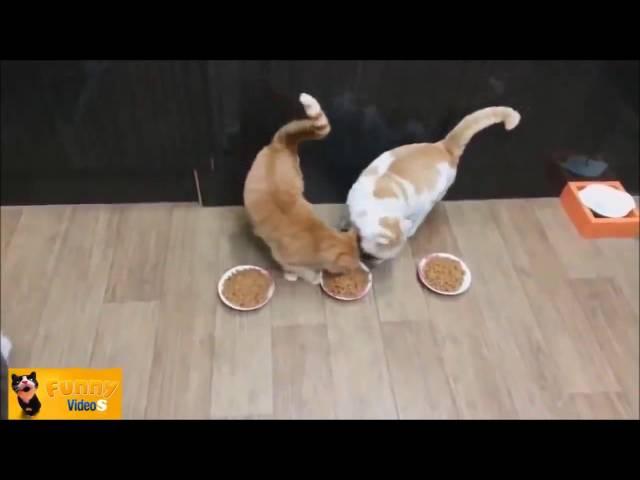 10 hours of Cute Cats Compilation // HD // 10 Stunden Katzen Videos