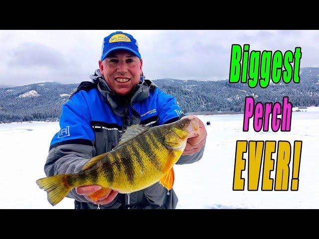 Biggest Perch ever Caught on Video?