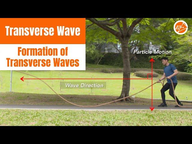 Formation of Transverse Waves