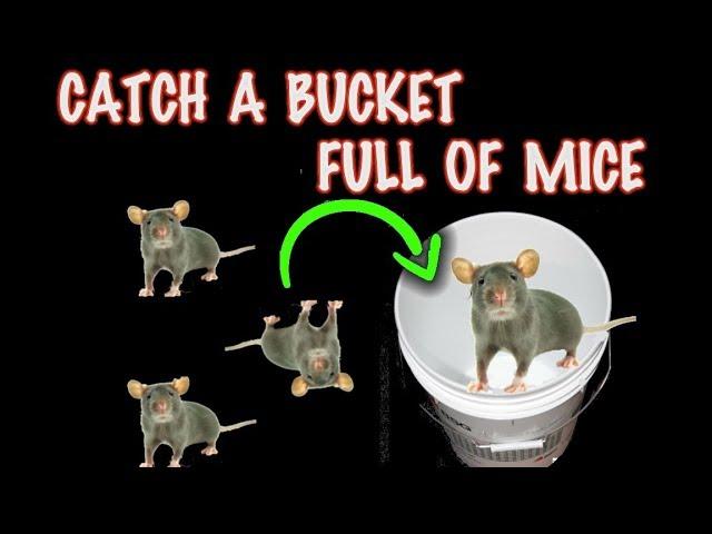 Rolling log mouse trap Buckets FULL of LIVE Mice, Catch em All