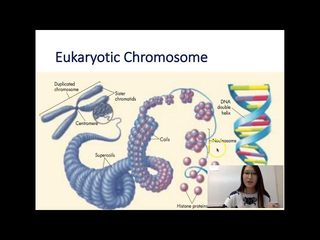 Genetics Lecture 1- Background- Rerproduction, Chromosomes