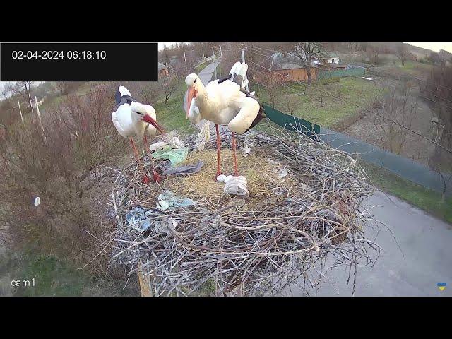 ДВА ЯЙЦЯ.ЛЕЛЕКА БІЛИЙ.ПАРК ПИРЯТИНСЬКИЙ.УКРАЇНА 2-4-24-EGGS. WHITE STORK. PYRYATINSKY  PARK. UKRAINE