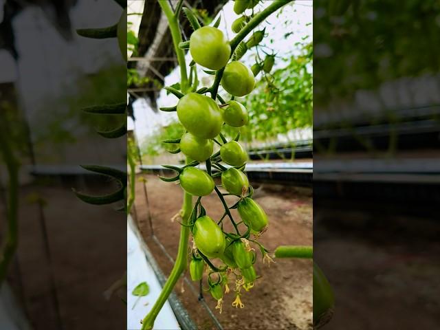 Tomato  #hijab #tomatogarden #garden #gardening #farming #love #tomatogarden #farming #arabic