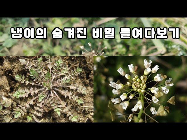 냉이의 숨겨진 비밀 들여다보기