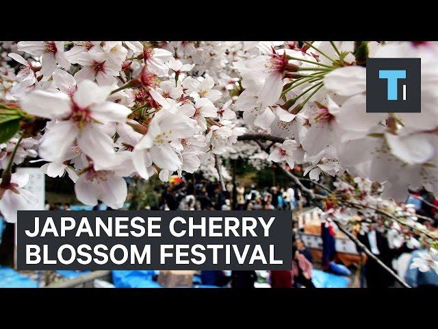 Going To A Cherry Blossom Festival In Japan