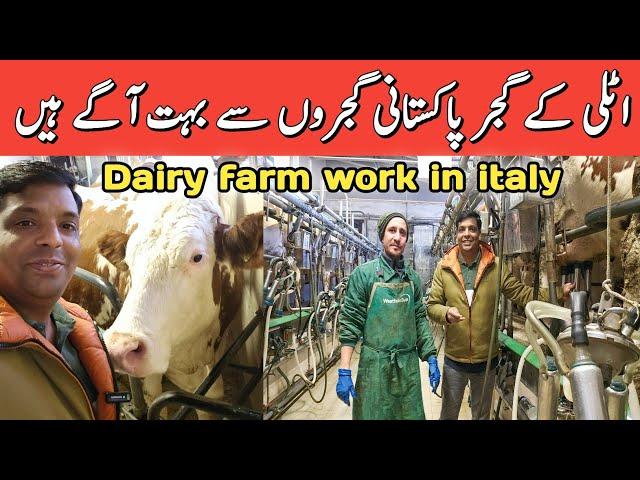 Dairy farm work in italy | italy dairy farm job and salary | cows  farm jobs in italy