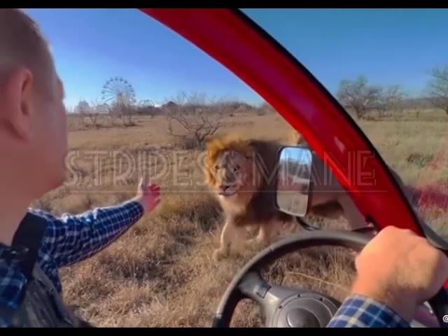 Up close and personal with the lions of Taigan lion park in Crimea Russia