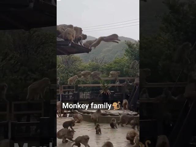 please subscribe madi #monkey family #viral #shorts #viralshorts #feed