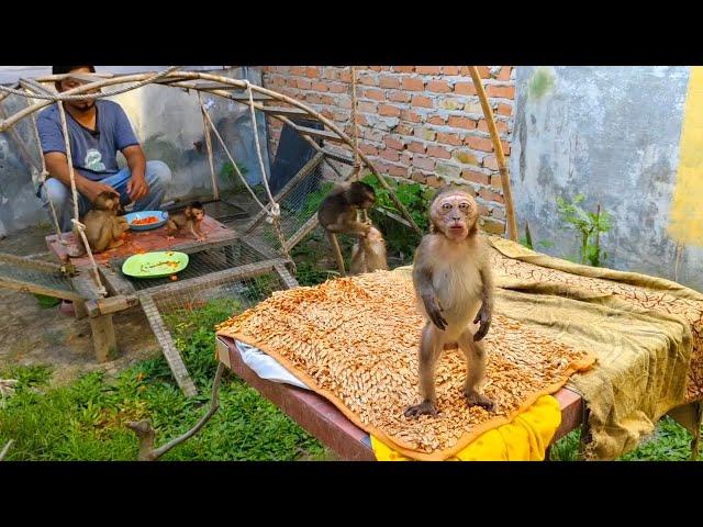 Pippi's cute reaction to the cameraman, standing on two legs 