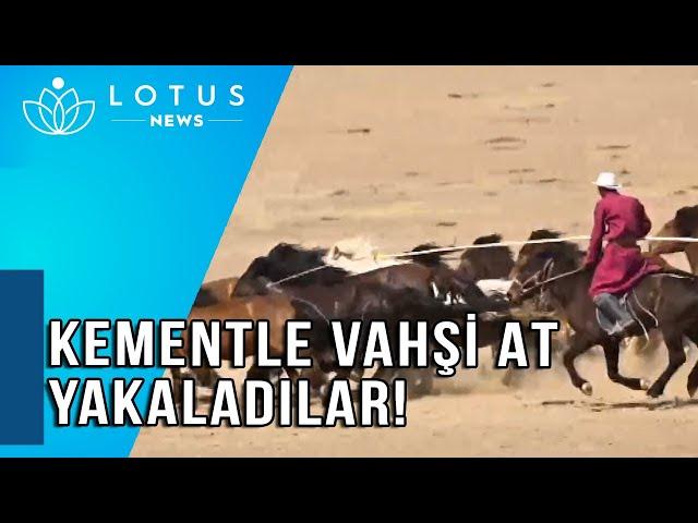 KEMENTLE VAHŞİ AT YAKALADILAR!