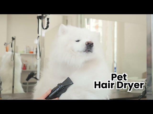 ABK Grooming I Pet Grooming And Veterinary Equipments