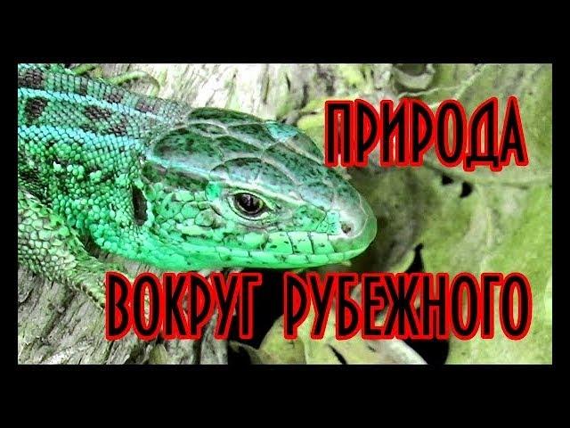 Красивая природа вокруг Рубежного. Копия видео с канала Denis Vedernikov