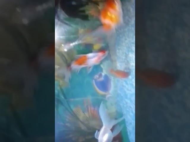 #goldfish #aquaticlife #angelfishtank #4kvideo