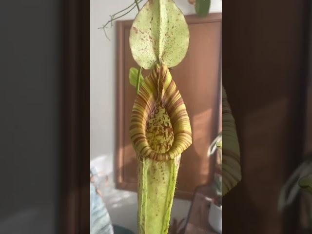 ウツボカズラネペンテス ダイエリアナ食虫植物お迎えした！