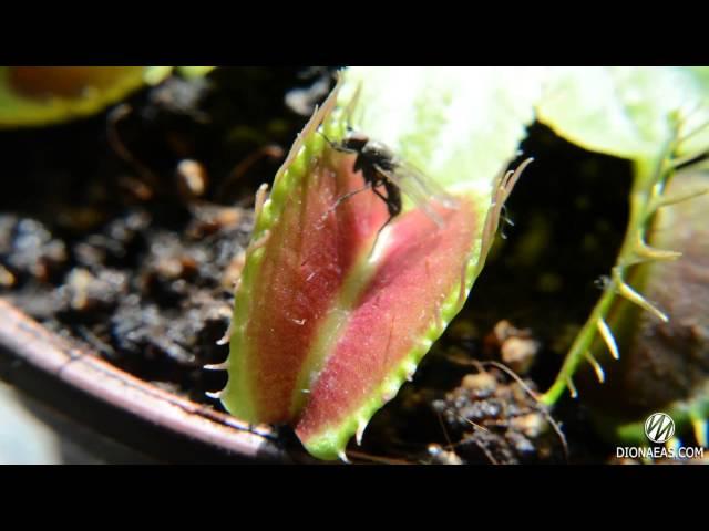 Хищное растение Венерина мухоловка ест муху Charlie Flytrap Dionaea muscipula - DIONAEAS.COM