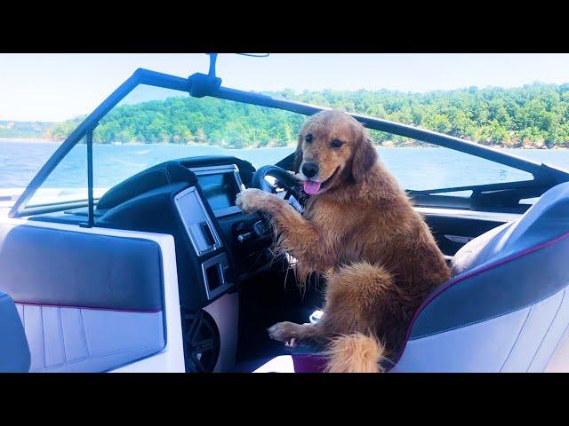 FUNNIEST Golden Retrievers | BEST Compilation