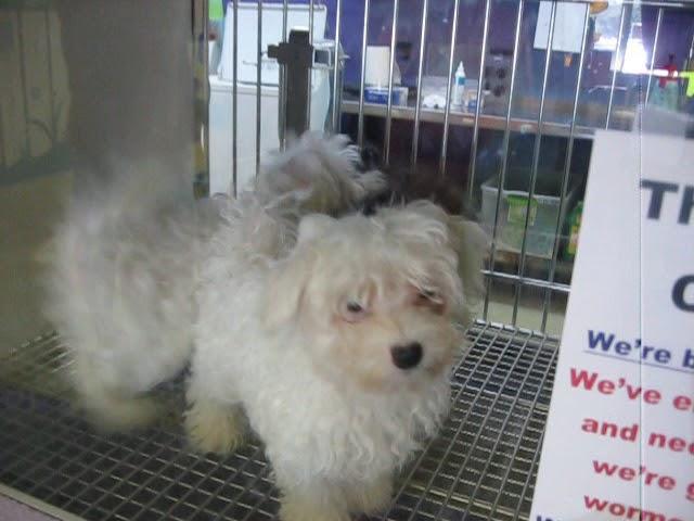 Family Pet Center - Sarasota, Florida. U.S.A