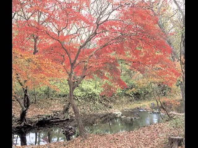 Guided Youtube ASMR Lita Relaxation Meditation: The Beauty of Fall