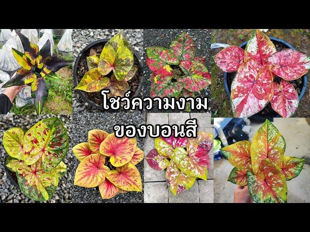 โชว์ความสวยของบอนสี|เบิดชัย บอนสี