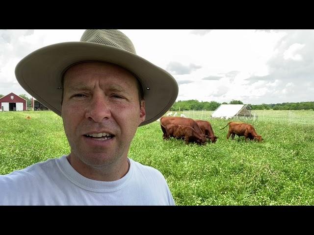 5 Cattle, 17 sheep, 250 chickens on 4 Acres - Multi-species rotational grazing