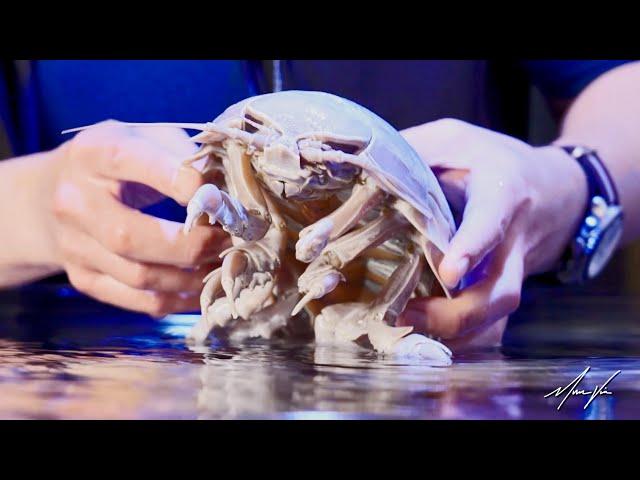 Holding a Living Alien! - Deep Sea Isopod